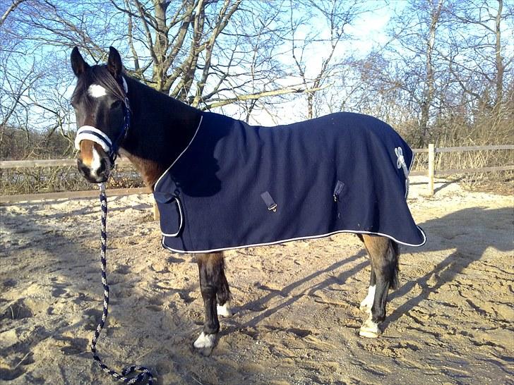 Anden særlig race Charlie  billede 17