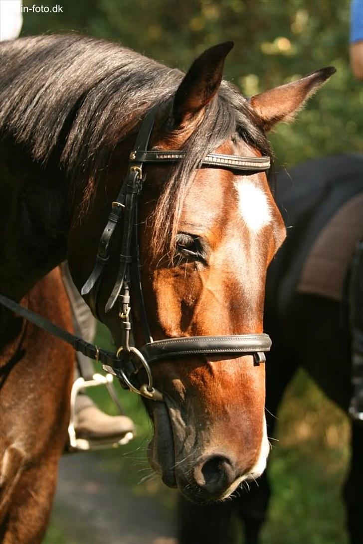 Anden særlig race Charlie  billede 18