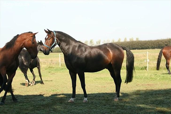 Anden særlig race Charlie  billede 20