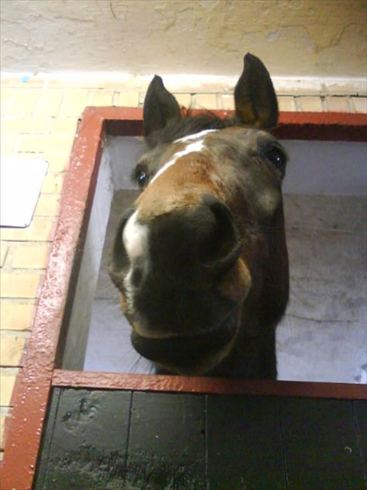 Anden særlig race Freja  - søde frejse da hun stod på kalle billede 5