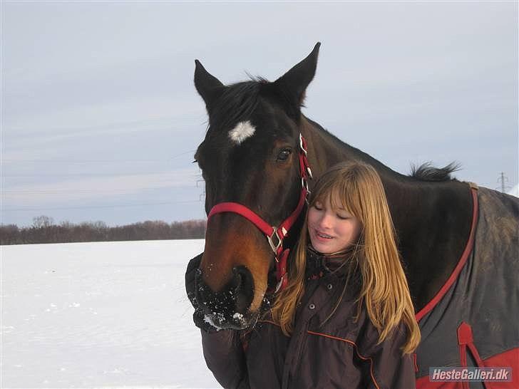 Dansk Varmblod Marco Bell - There is no secret so close as that between a rider and her horse <3 billede 7