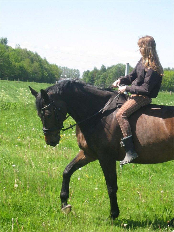 Dansk Varmblod Marco Bell - Til the day we meet again, in my heart is where I'll keep you friend <3 billede 17