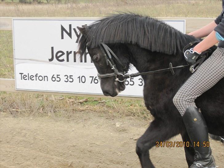 Welsh Mountain (sec A) Mieran´s Shirona billede 6