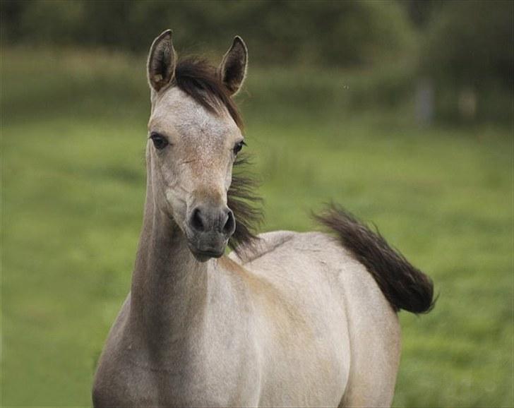 Arabisk fuldblod (OX) Farasha Bint Gazal - 15/08-2010 billede 1
