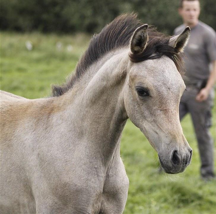 Arabisk fuldblod (OX) Farasha Bint Gazal - 15/08-2010 billede 2