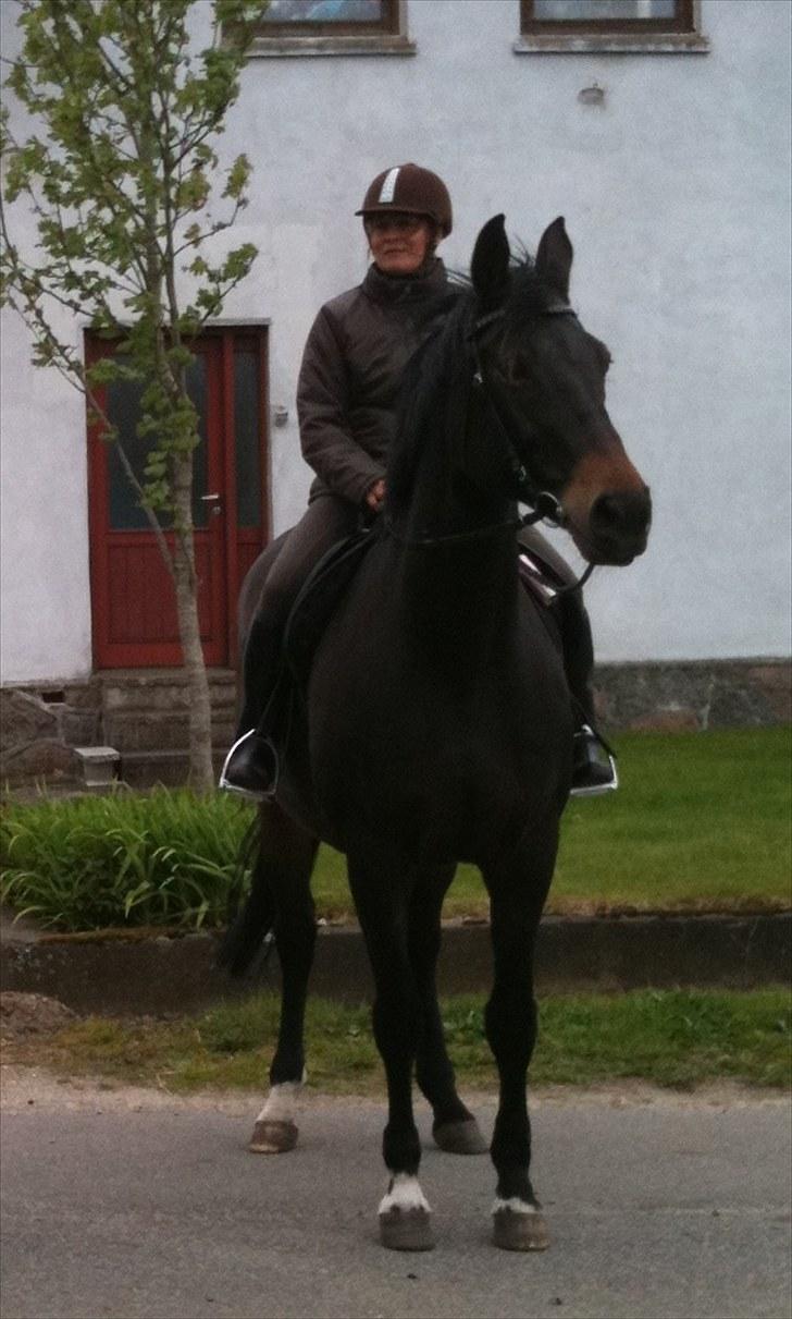 Dansk Varmblod Anita mors hest  - her bruger vi ikke tv vi bruger folden når vi skal hygge  billede 16