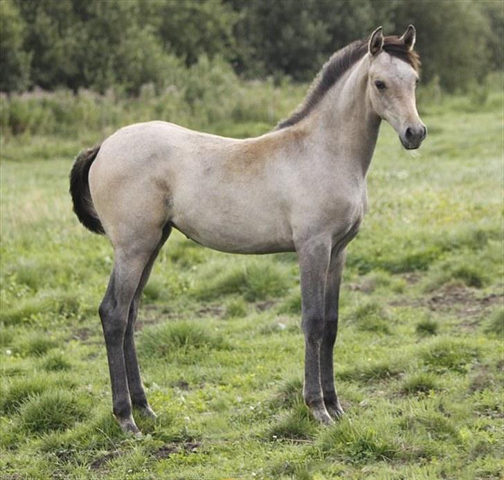 Arabisk fuldblod (OX) Farasha Bint Gazal - 15/08-2010 billede 3