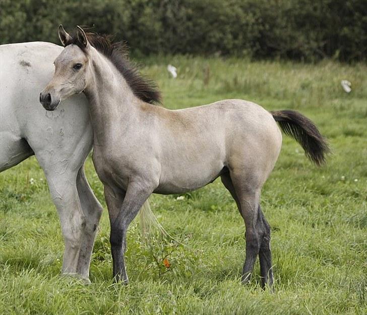 Arabisk fuldblod (OX) Farasha Bint Gazal - 15/08-2010 billede 4