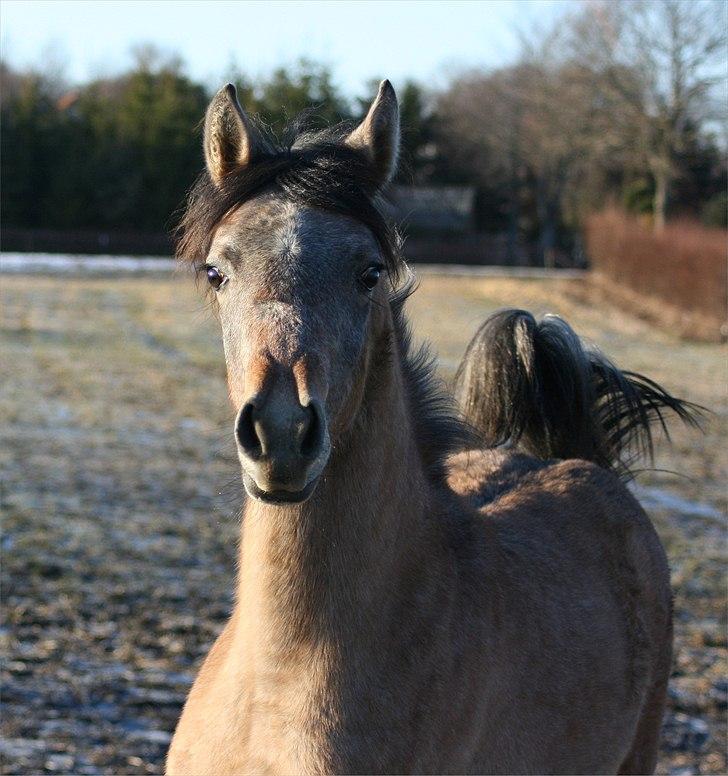 Arabisk fuldblod (OX) Farasha Bint Gazal - 2/1-2011 billede 5