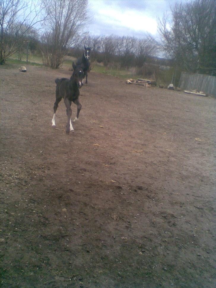 Anden særlig race Melanies My Nelli billede 17