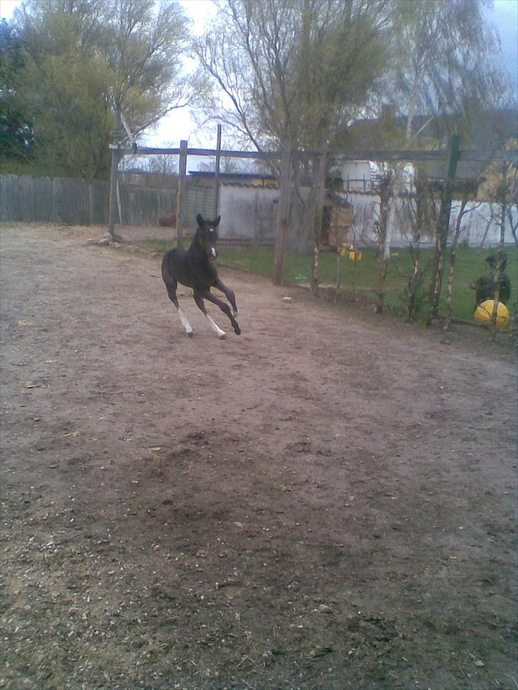 Anden særlig race Melanies My Nelli billede 18