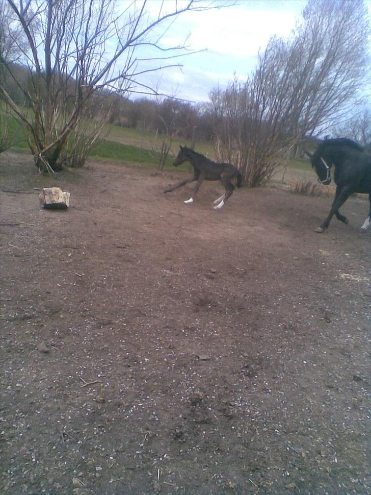 Anden særlig race Melanies My Nelli billede 19