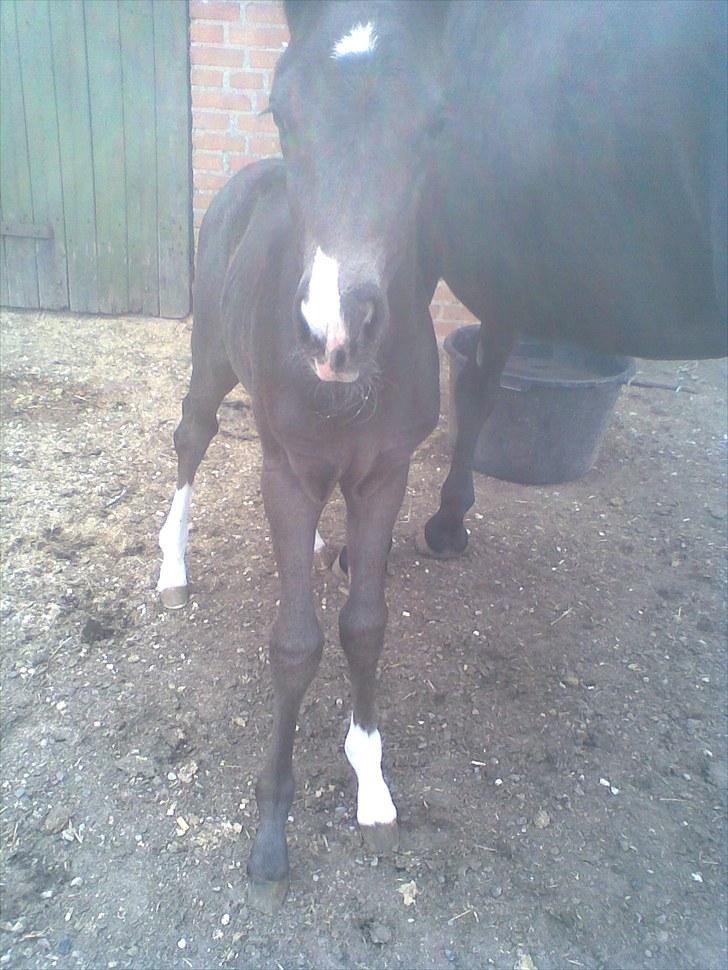 Anden særlig race Melanies My Nelli billede 20