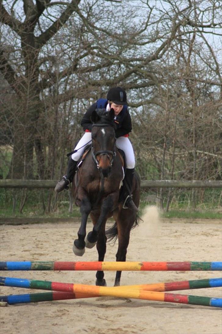 Dansk Varmblod A tempo billede 14