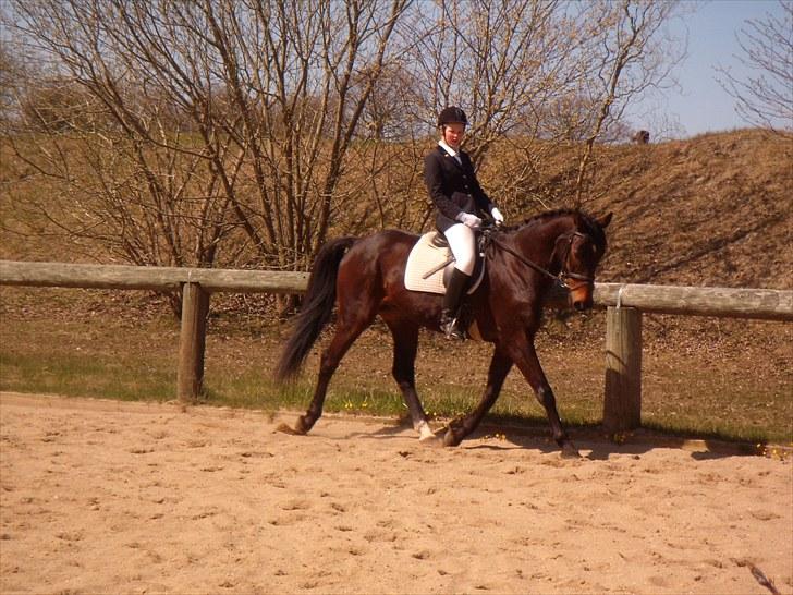 Dansk Varmblod A tempo billede 15