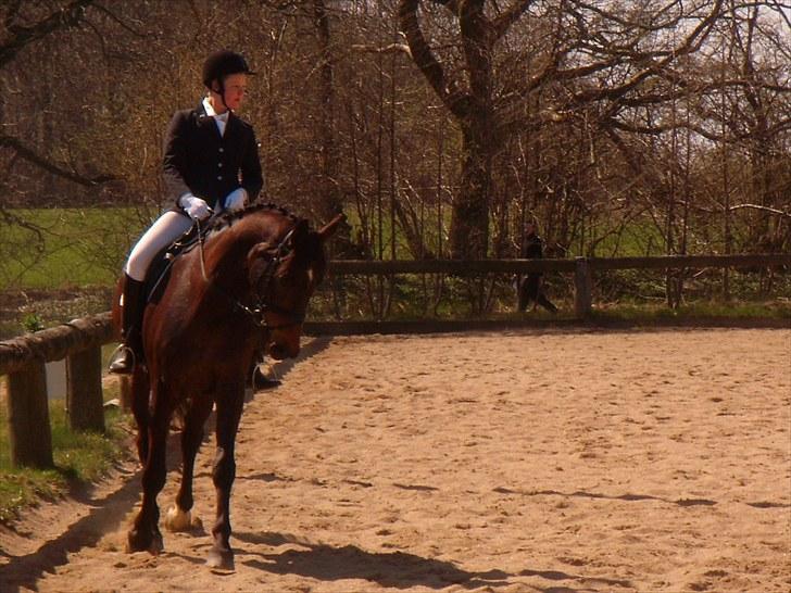 Dansk Varmblod A tempo billede 16