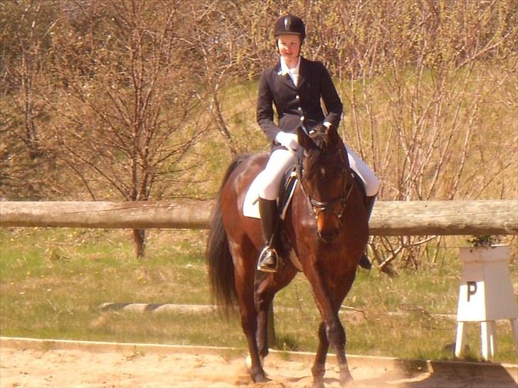 Dansk Varmblod A tempo billede 17