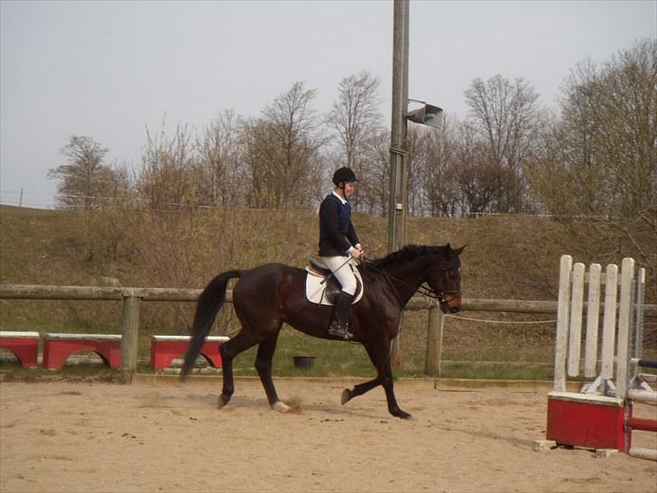 Dansk Varmblod A tempo billede 18