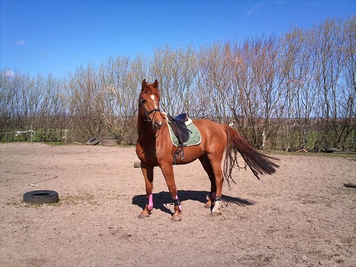 {{currentPhoto.altText}} billede {{currentPhoto.number}}