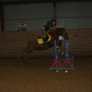 New Forest Mankehøjs Moonlight *Corona* R.I.P.