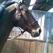Dansk Varmblod Landlyst´s Sir Barry(himmelhest)