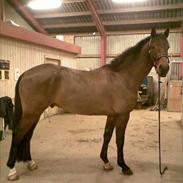 Dansk Varmblod Landlyst´s Sir Barry(himmelhest)