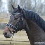 Dansk Varmblod Landlyst´s Sir Barry(himmelhest)