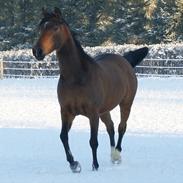 Anden særlig race sebastian