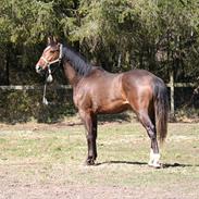 Dansk Varmblod Segal