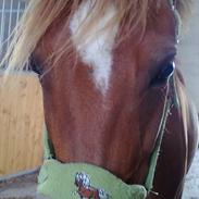 DSP Tingkærgaards Tequila