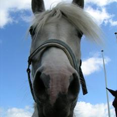 Anden særlig race Farina