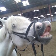 Anden særlig race Farina