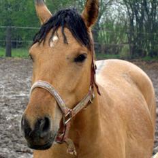 Anden særlig race  #  Mira  #