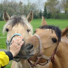 Anden særlig race  #  Mira  #