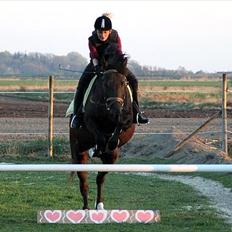 Anden særlig race Sokky