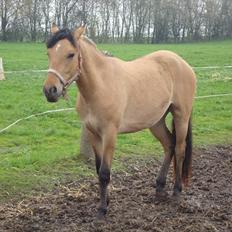 Anden særlig race  #  Mira  #