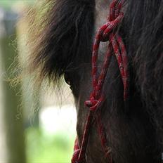 Anden særlig race Tjalfe