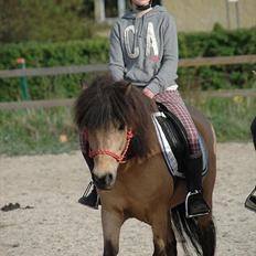 Anden særlig race Tjalfe