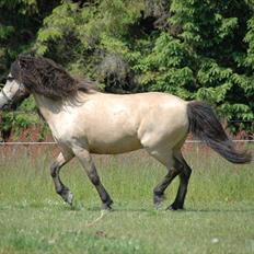 Anden særlig race Tjalfe