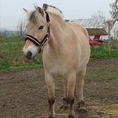 Fjordhest Flicka Solgt