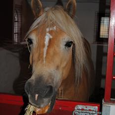 Haflinger Hafferlaffen 