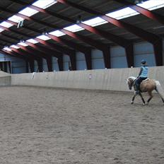 Haflinger Hafferlaffen 