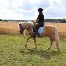 Haflinger Hafferlaffen 