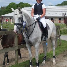 Tysk Oldenburger Certina  