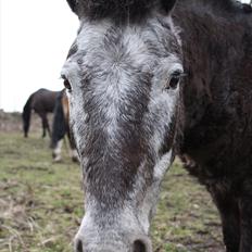Anden særlig race Hubert