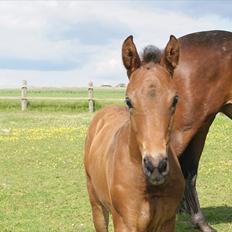 Dansk Varmblod Zantino 