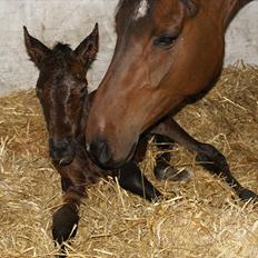 Dansk Varmblod Zantino 