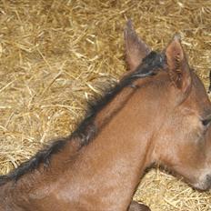 Dansk Varmblod Zantino 