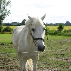 Connemara Guardian angel