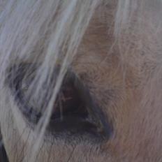 Fjordhest Gaia pigen :b